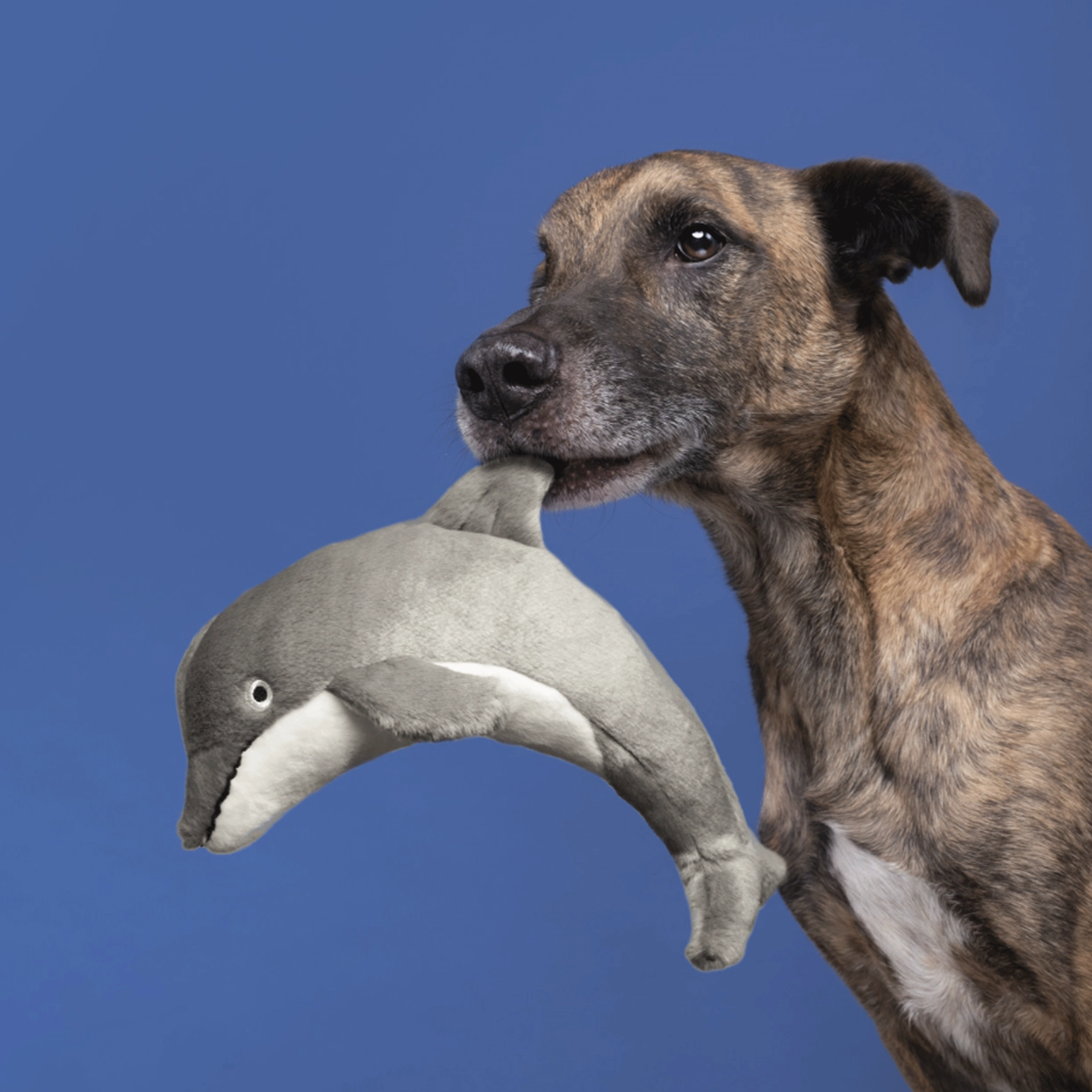 Fluff & Tuff Danny Dolphin Grey Dog Toys